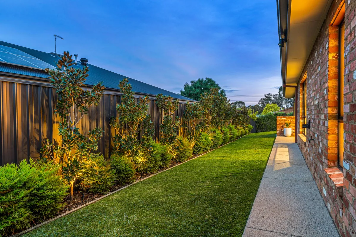Side garden with uplit magnolias and lawn at dusk at 16 Brooklyn Drive, Golden Square